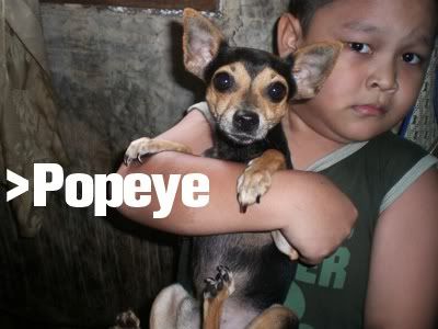 Popeye - jantan