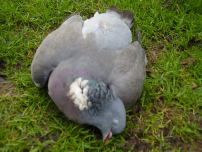 pigeon001.jpg