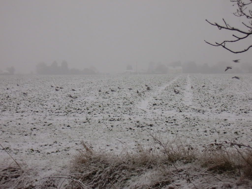 snow01041.jpg