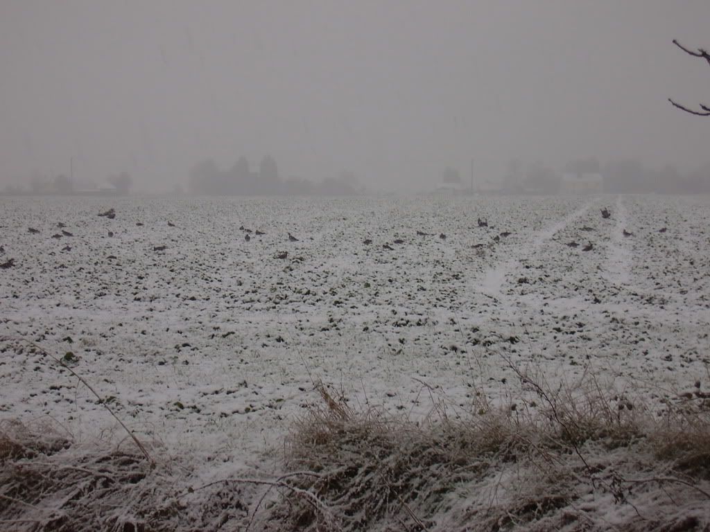 snow01042.jpg