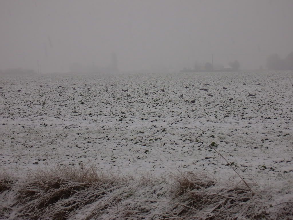 snow01043.jpg