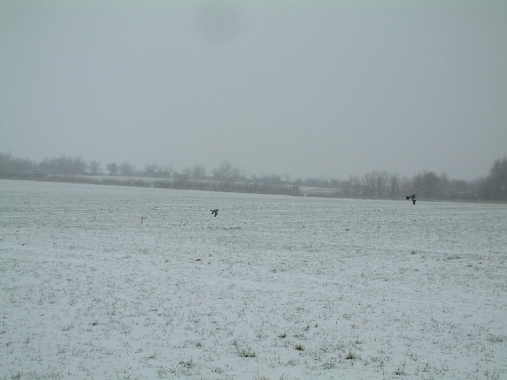 snow01071.jpg