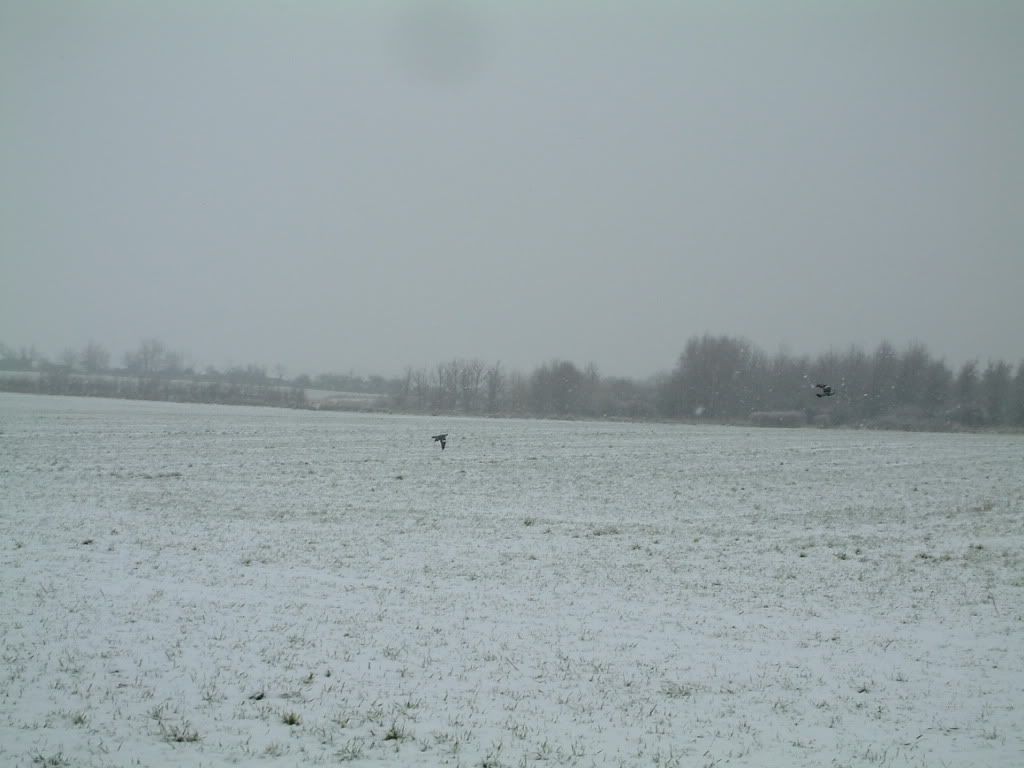 snow01073.jpg