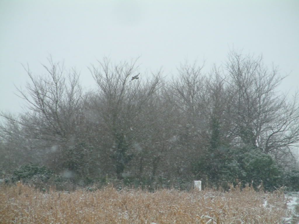 snow01076.jpg