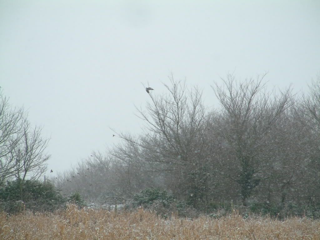 snow01078.jpg