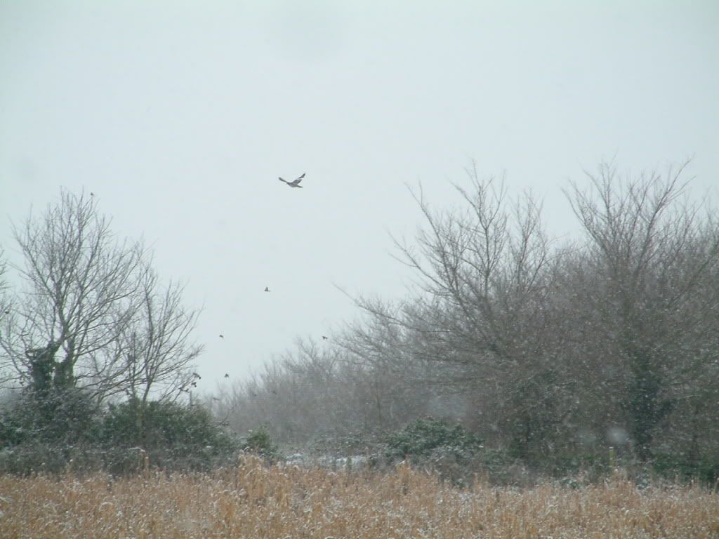 snow01079.jpg