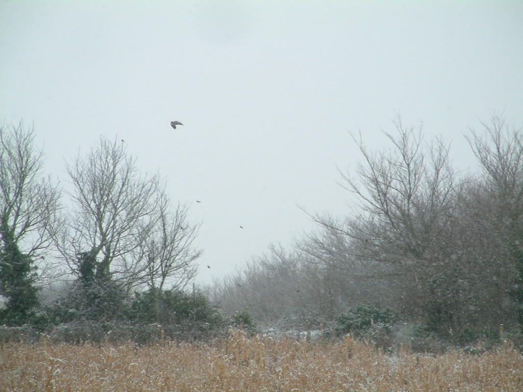 snow01080.jpg