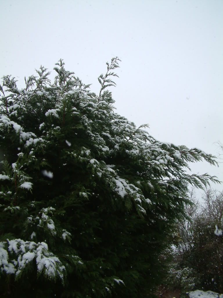 snow01091.jpg