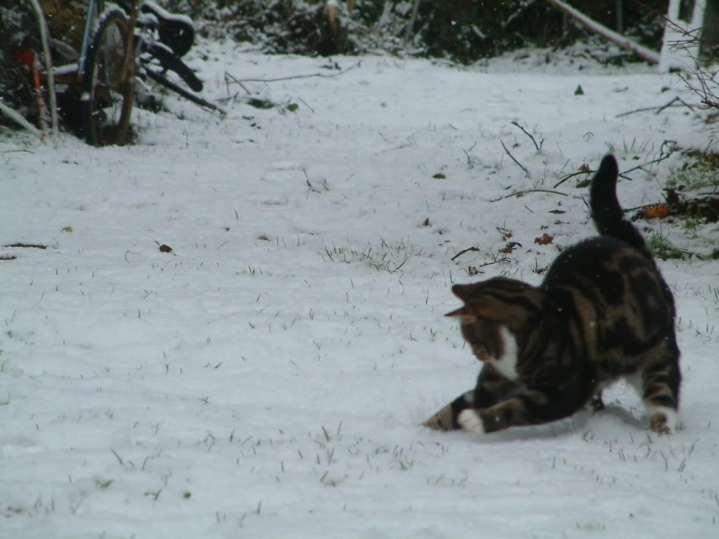 snow01108.jpg