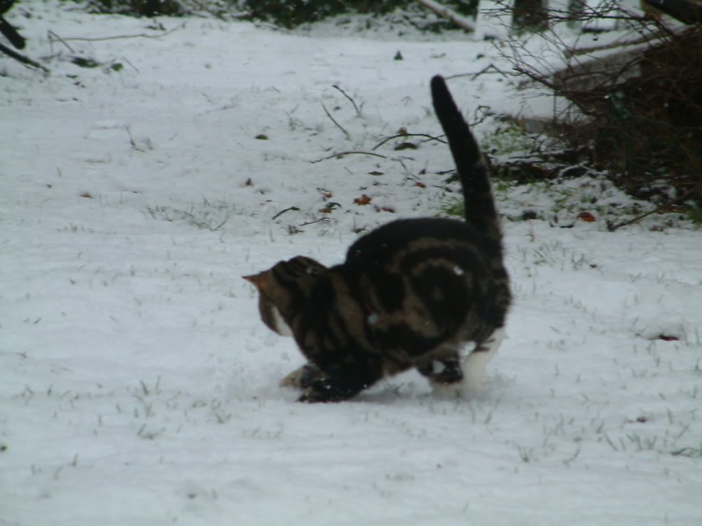 snow01109.jpg