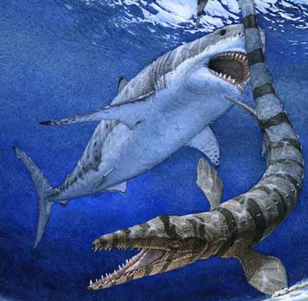 Cretoxyrhina.jpg megalodon- image by makkikingkai