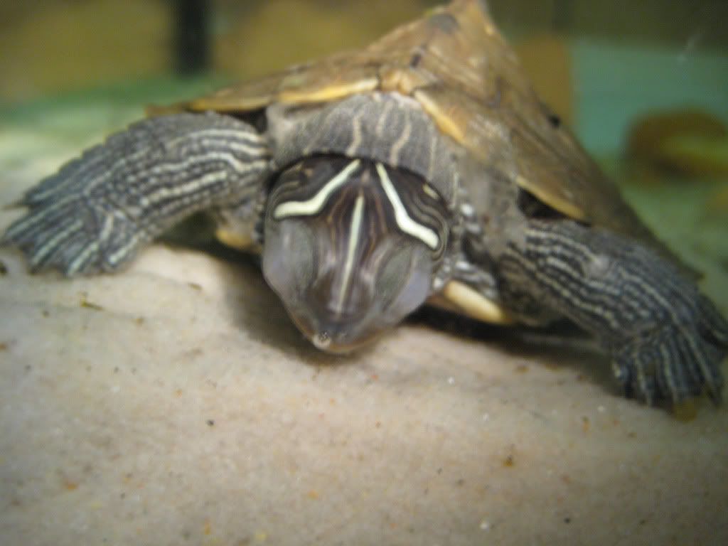 Do turtles sleep underwater? - General Turtle Discussions - Turtle 