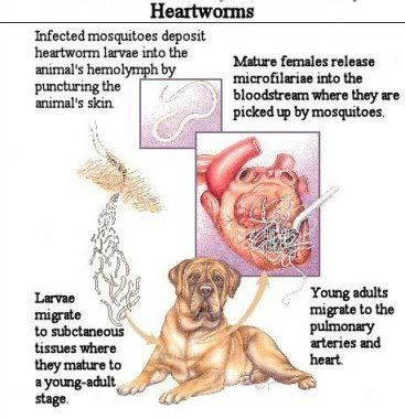 Heartworms In Humans. heartworms