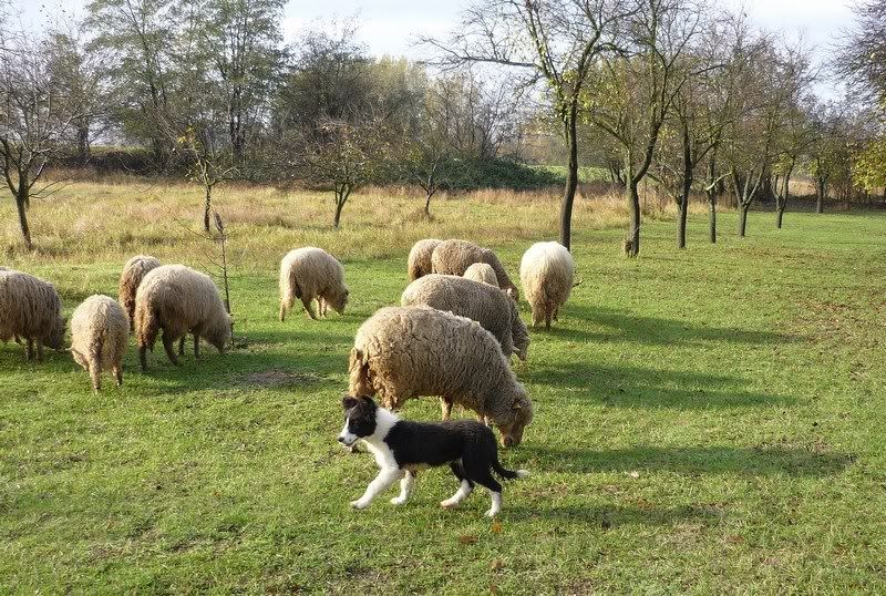 mini-AdamBilder120.jpg