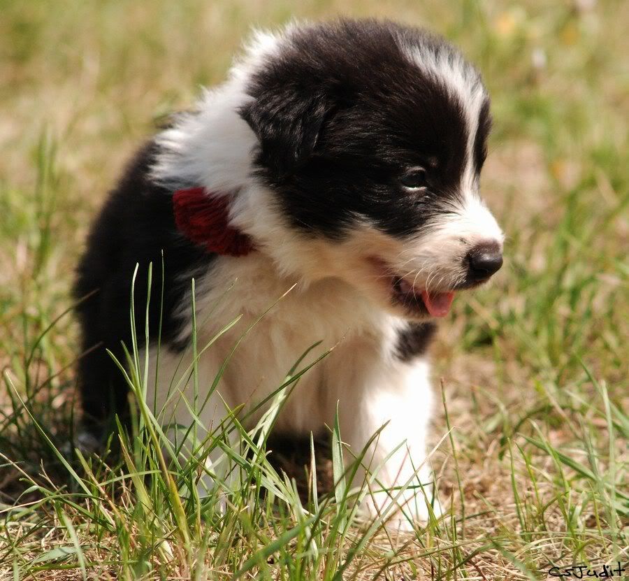 mini-Wind7.jpg
