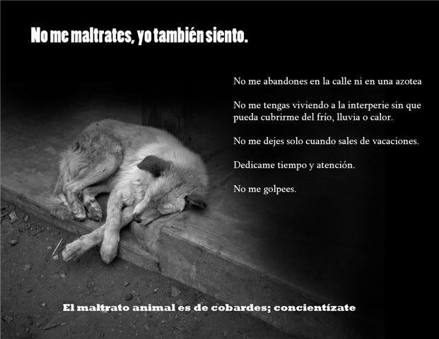 animal animal