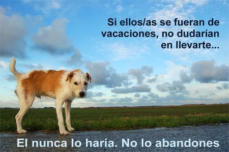 Animales Animales