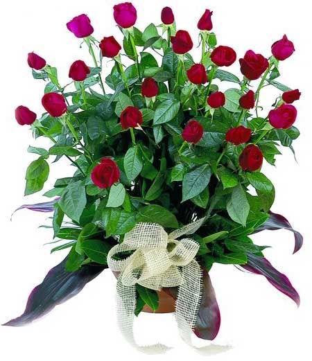 Roses.jpg  24 image SpyNat_2009