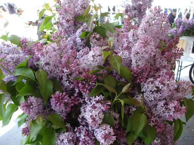 When lilacs last in the dooryard bloomd...