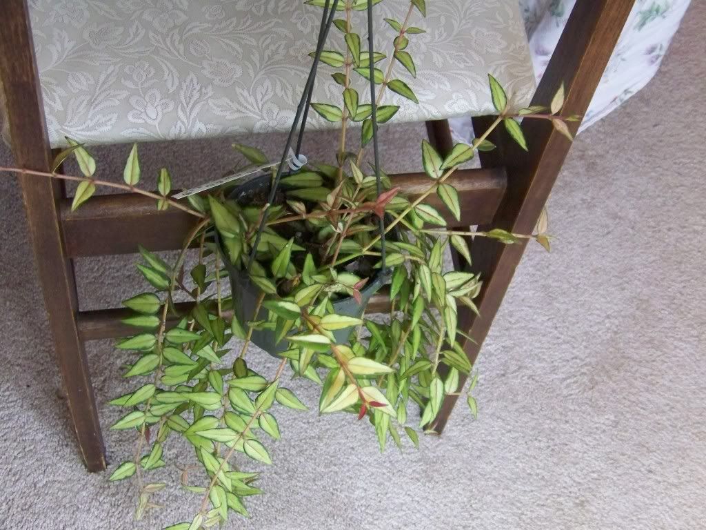 Hoya bella