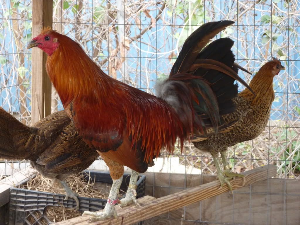 Eslin+Red+Quill+Gamefowl Red Quill Gamefowl For Sale http://www.picstopin.com/500/-eslin-red ...