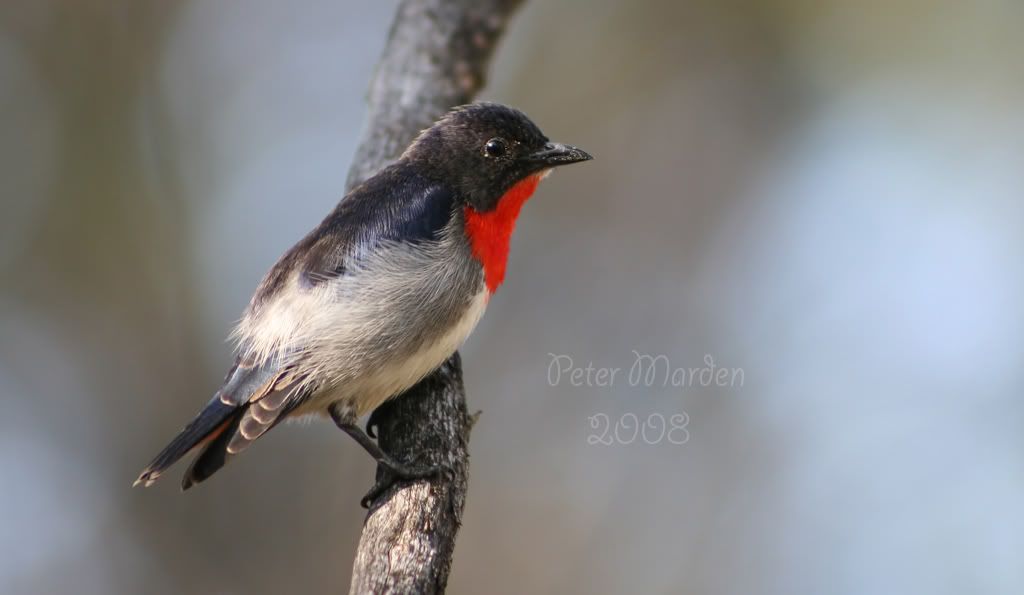 mistletoebird.jpg Mistletoe bird image by feral_1