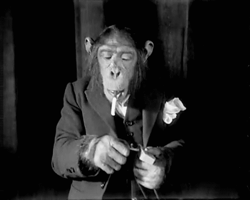 gentleman-monkey-chimp-smoking-suit-1360