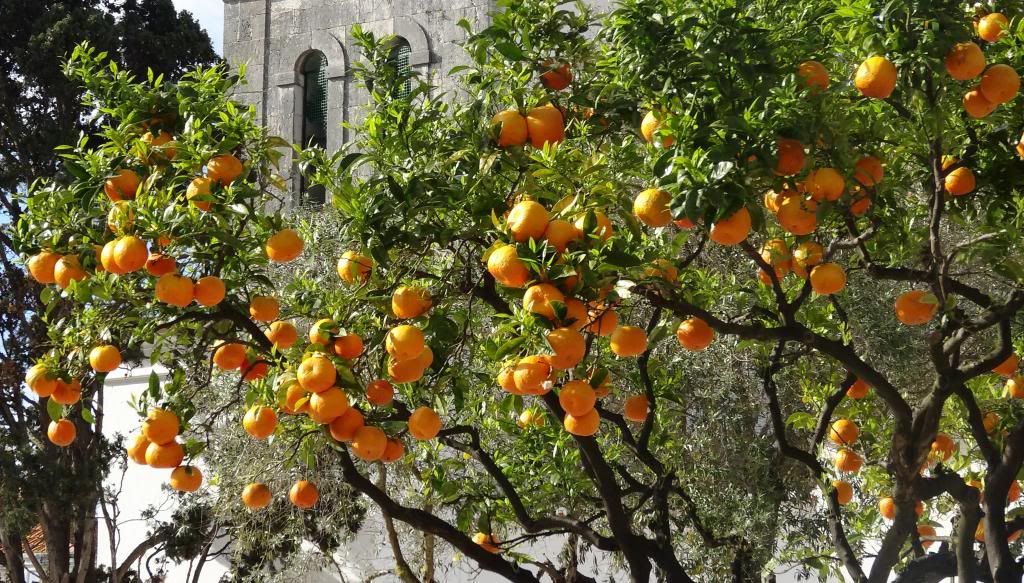  photo laranjas_zps62b4eeaa.jpg