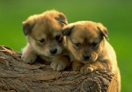 cute puppys Pictures, Images and Photos