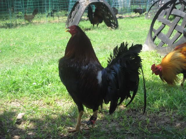 Moore Albany Cock 109