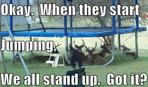 funny-pictures-deer-under-trampolin.jpg
