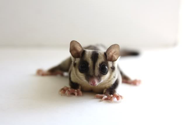 Obese Sugar Glider