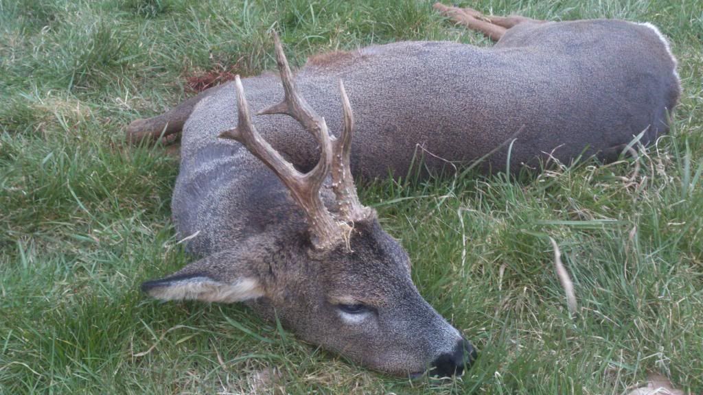 buck1-1_zps48dcdc12.jpg