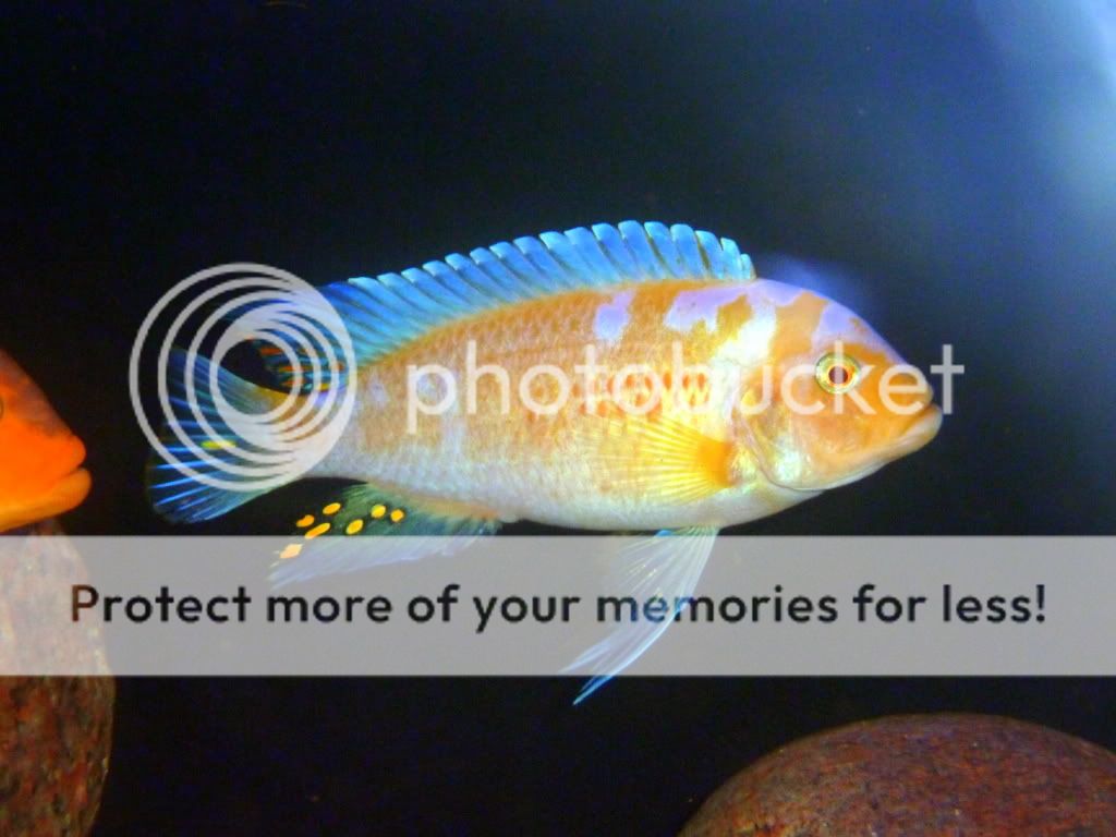 Albino Zebra Cichlid