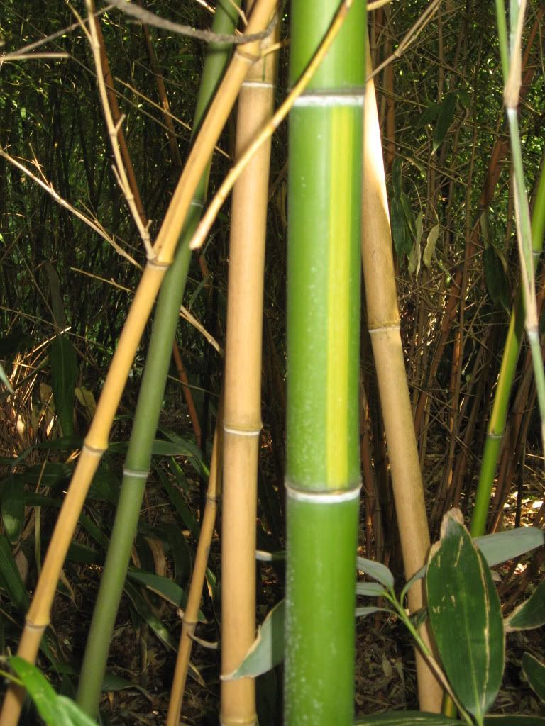 Small bamboo garden - bambooweb.info