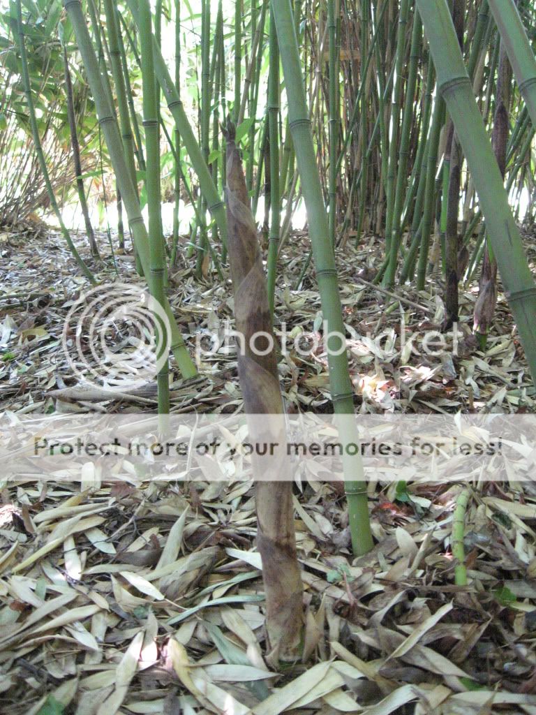 Small bamboo garden - bambooweb.info